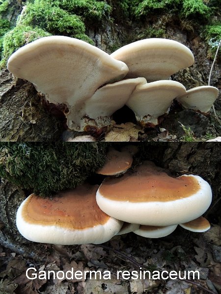 Ganoderma resinaceum-amf820.jpg - Ganoderma resinaceum ; Syn1: Ganoderma chaffangeonii ; Syn2: Fomes resinaceus ; Nom français: Ganoderme résineux